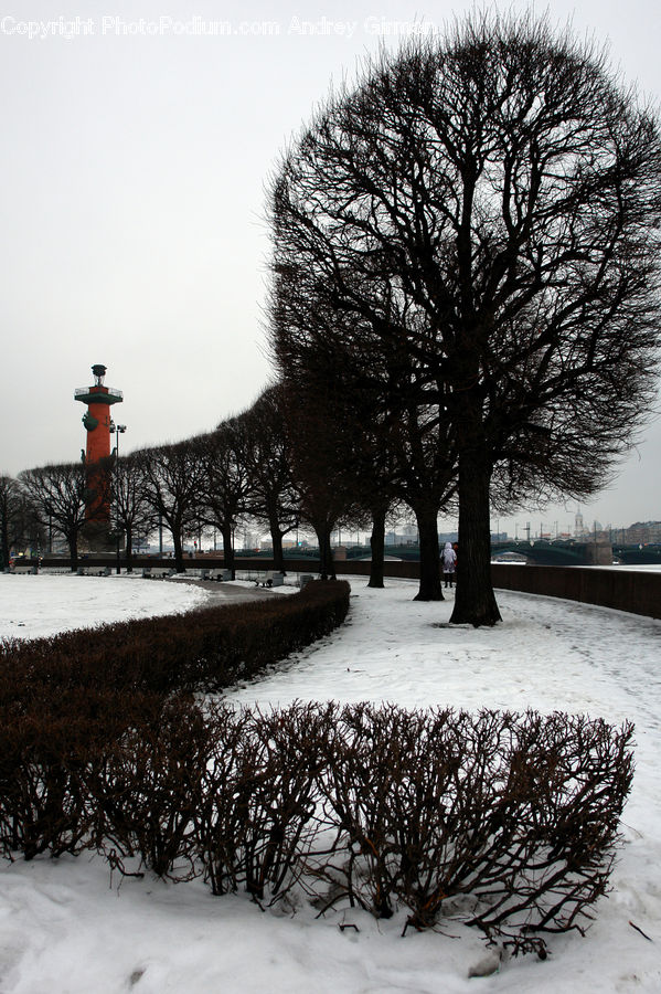 Plant, Tree, Bush, Vegetation, Ice, Outdoors, Snow