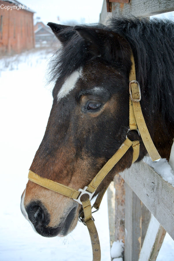 Animal, Horse, Mammal, Stallion, Ice, Outdoors, Snow