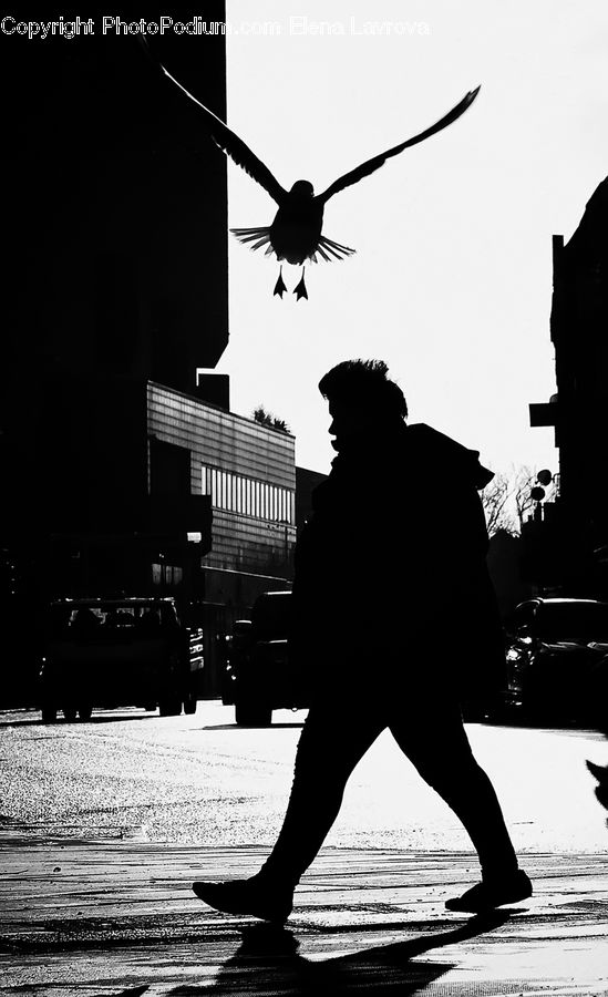 People, Person, Human, Silhouette, Night, Outdoors, Bird