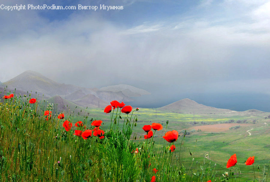 Blossom, Flora, Flower, Plant, Poppy, Field, Grass