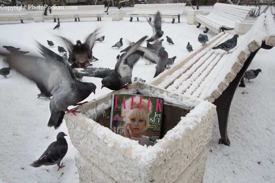 Bird, Pigeon, Magazine, People, Person, Human, Dove