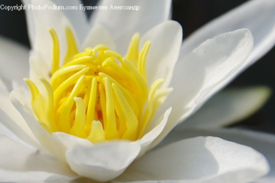 Flower, Lily, Plant, Pond Lily, Blossom, Flora, Crocus