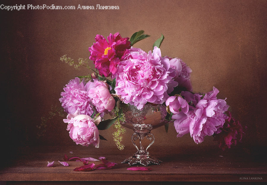 Blossom, Flower, Peony, Plant, Carnation, Lilac, Floral Design