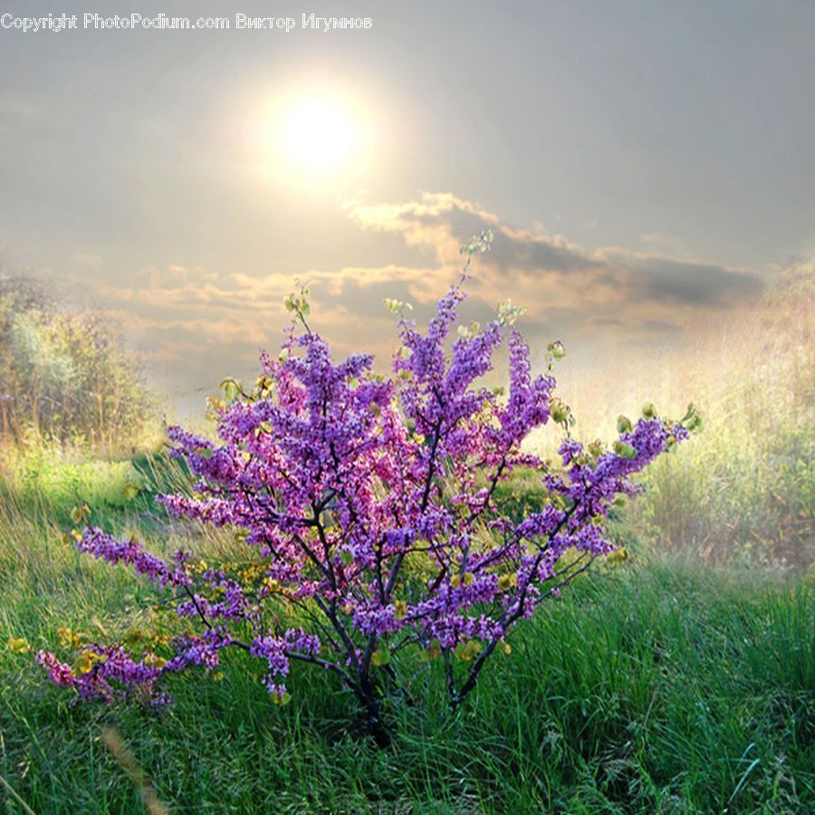 Bush, Plant, Vegetation, Blossom, Flora, Flower, Landscape