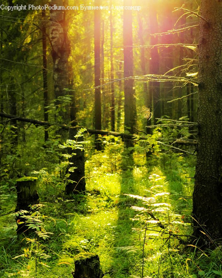 Forest, Vegetation, Flare, Light, Sunlight, Fir, Redwood