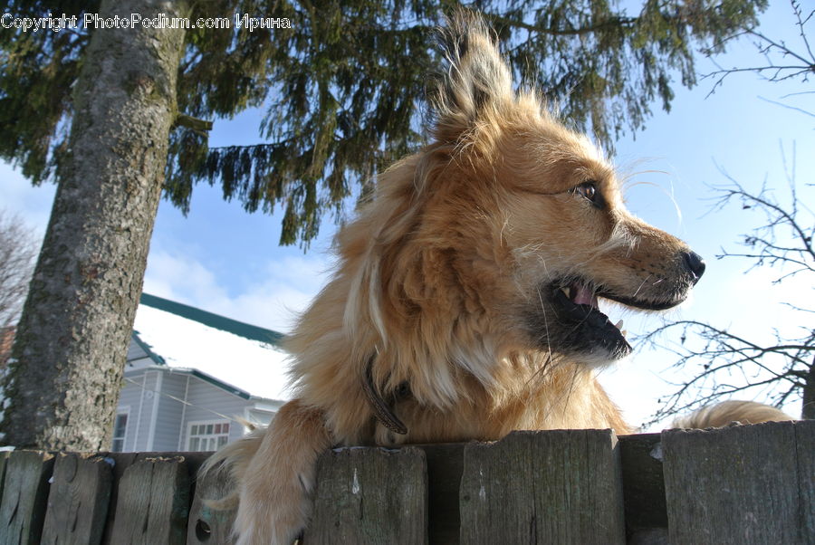 Animal, Canine, Dog, Golden Retriever, Mammal, Pet, Chow