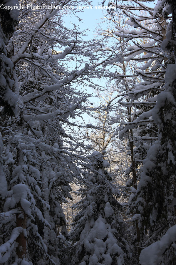 Ice, Outdoors, Snow, Conifer, Fir, Plant, Tree