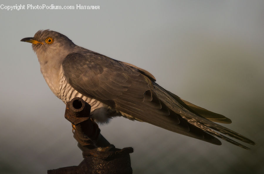 Bird, Buzzard, Harrier, Hawk, Vulture, Tiki, Totem