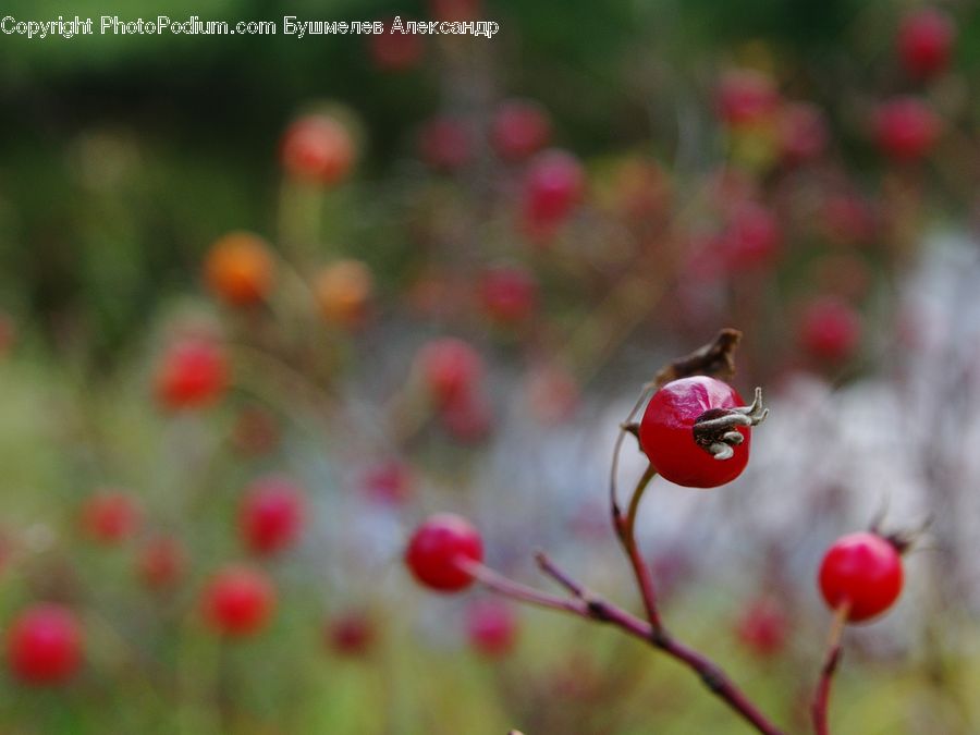 Hip Fruit, Blossom, Flora, Flower, Geranium, Plant, Tulip