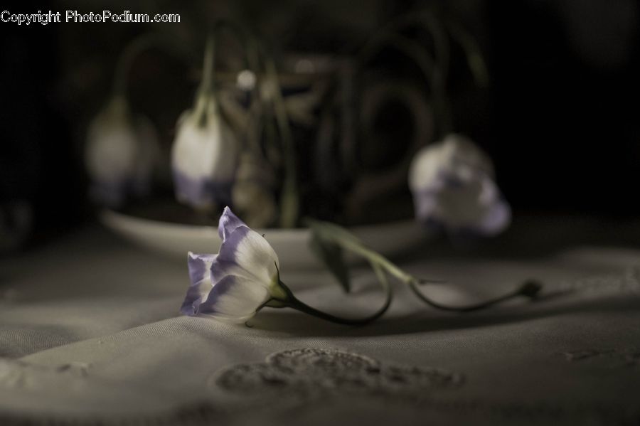 Head, Portrait, Blossom, Flora, Flower, Petal, Plant