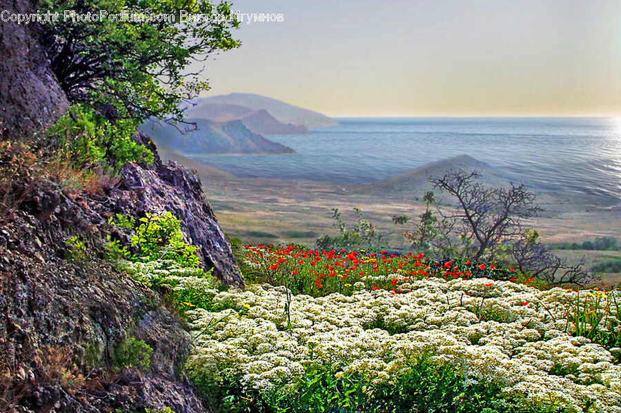 Bush, Plant, Vegetation, Blossom, Flora, Flower, Landscape