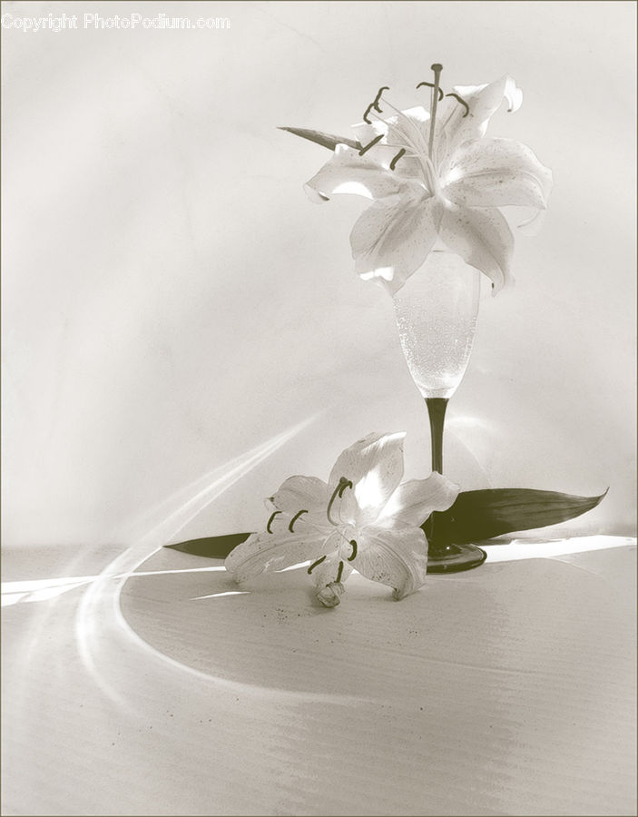 Amaryllis, Flower, Plant, Paper, Glass, Anther, Petal