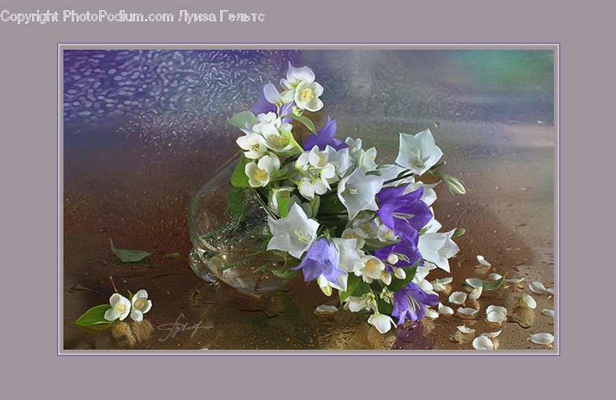 Flower, Lily, Plant, Pond Lily, Blossom, Lilac, Flora