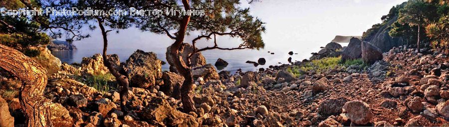 Grassland, Mound, Rubble, Rock, Forest, Jungle, Rainforest