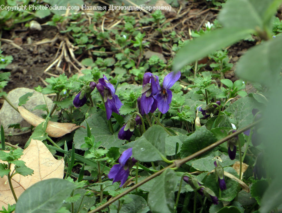 Blossom, Flora, Flower, Plant, Violet, Geranium, Vine