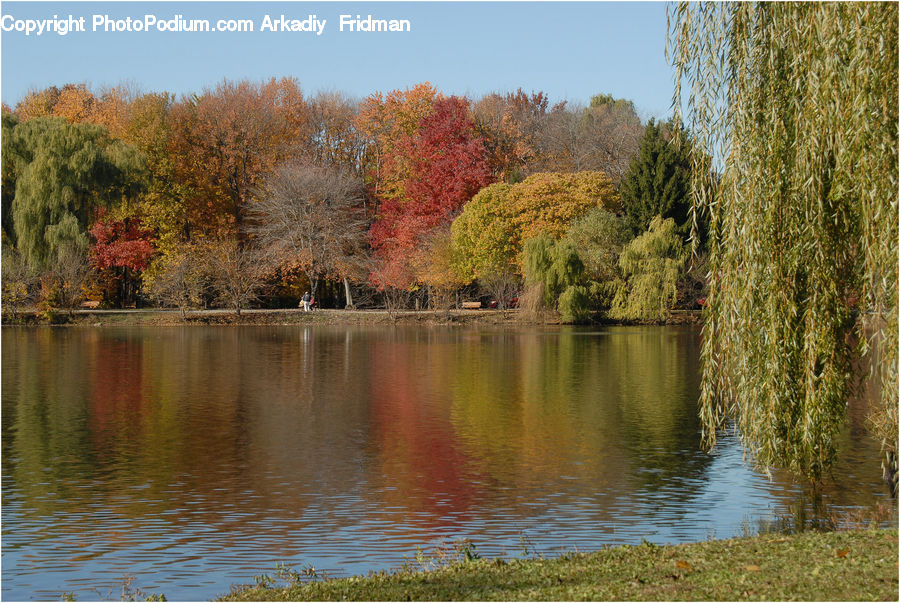 Outdoors, Pond, Water, Plant, Tree, Willow, Fir