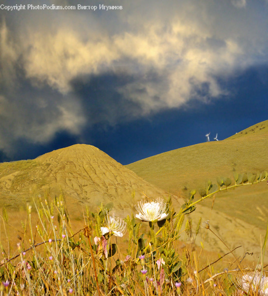 Field, Grass, Grassland, Land, Outdoors, Grain, Wheat