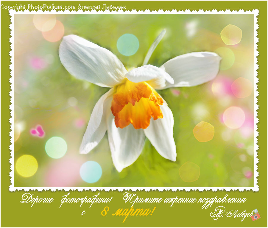 Blossom, Daffodil, Flora, Flower, Plant, Brochure, Flyer