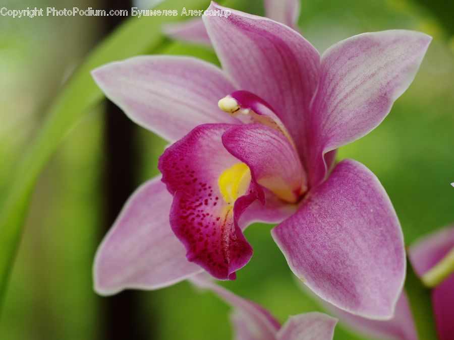 Blossom, Flora, Flower, Orchid, Plant, Gladiolus, Lily