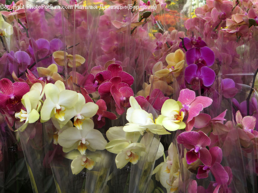 Flora, Flower, Gladiolus, Plant, Blossom, Orchid, Flower Arrangement