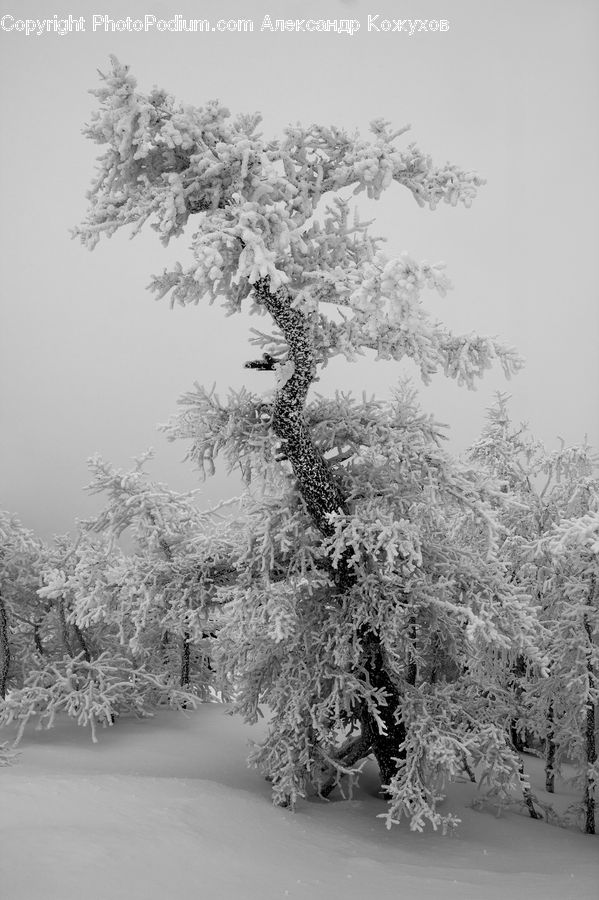 Frost, Ice, Outdoors, Snow, Plant, Tree, Conifer