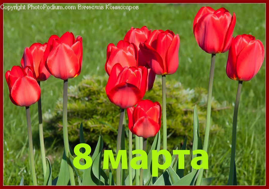 Blossom, Flora, Flower, Plant, Tulip, Carnation, Field