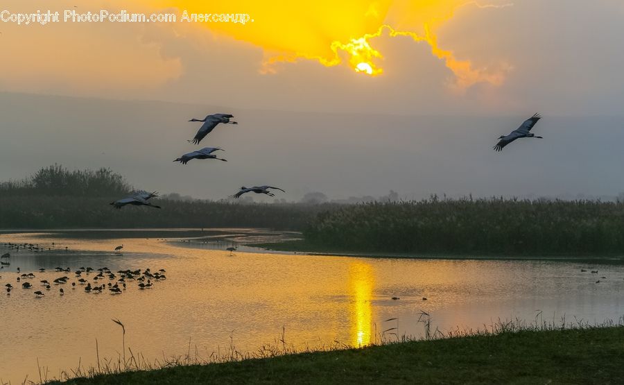 Bird, Crane Bird, Heron, Flying, Leisure Activities, Outdoors, Sea