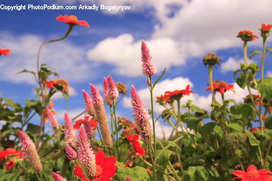 Plant, Potted Plant, Flora, Flower, Gladiolus, Fruit, Raspberry