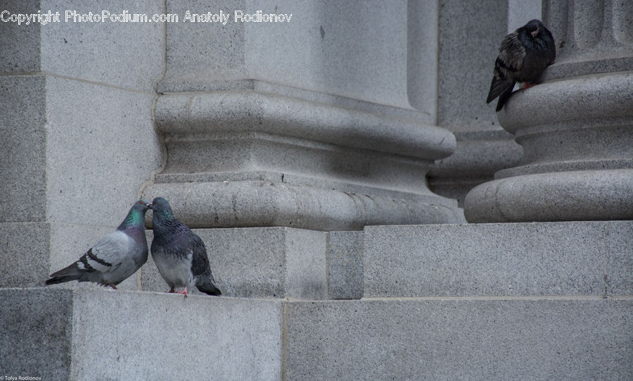 Bird, Pigeon, Blackbird, Crow