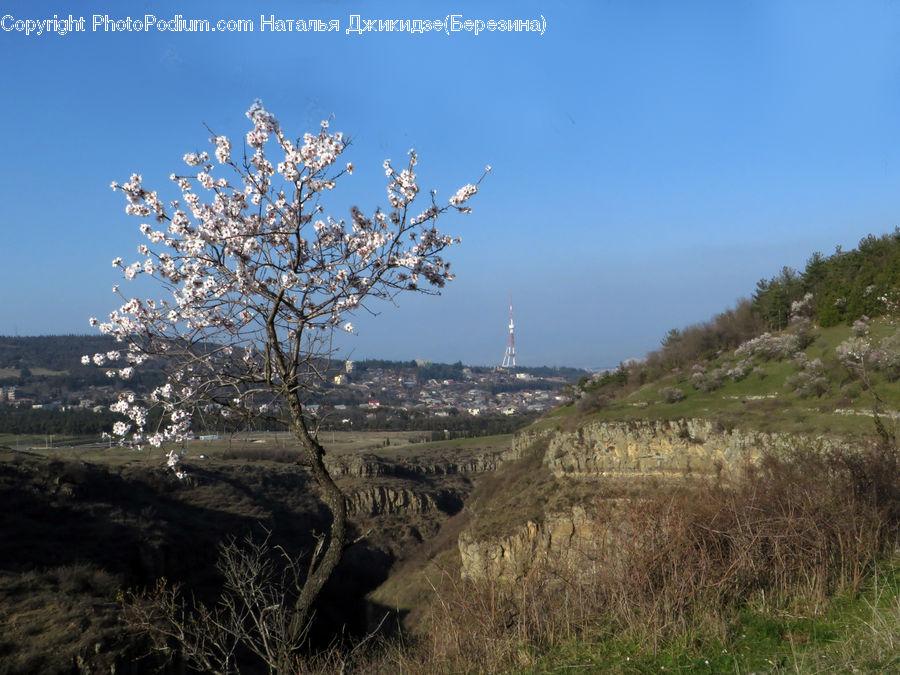 Blossom, Cherry Blossom, Flower, Flora, Plant, Tree, Landscape