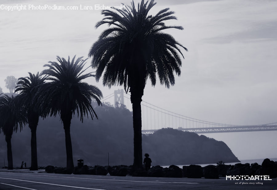 Palm Tree, Plant, Tree, Bridge, Arecaceae, Road, Beach