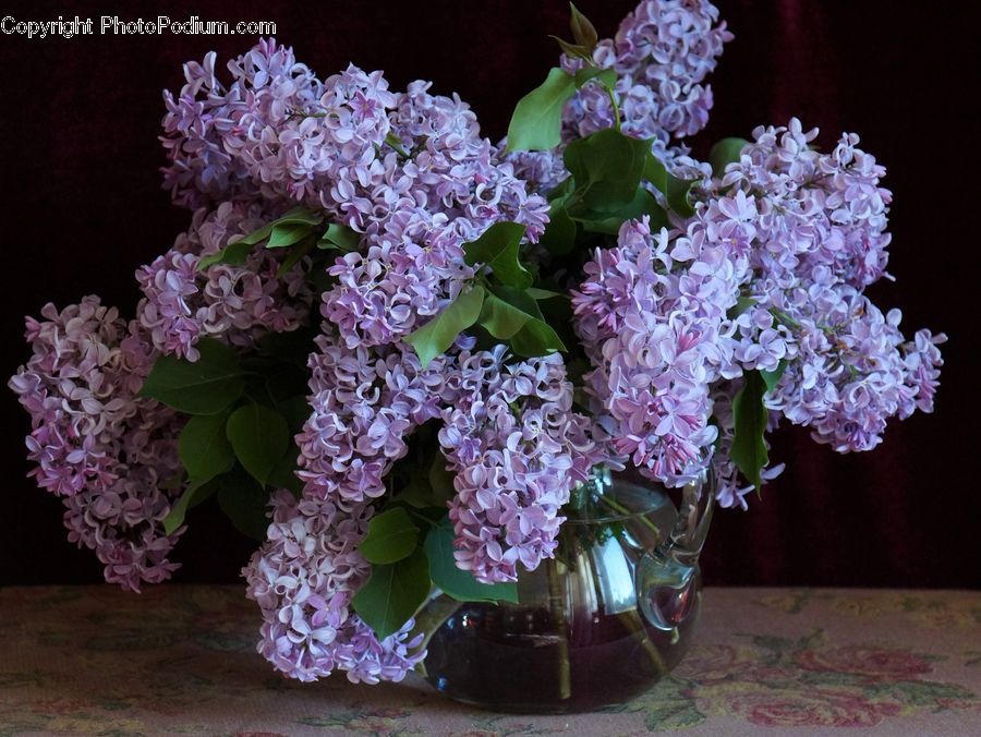 Blossom, Flower, Lilac, Plant, Flora, Jar, Porcelain