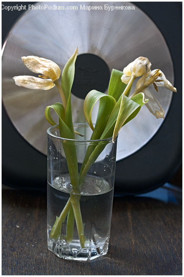 Flower Arrangement, Ikebana, Plant, Potted Plant, Vase, Coffee Table, Furniture