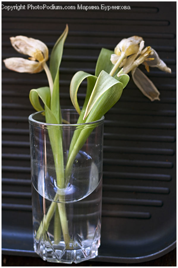 Flower Arrangement, Ikebana, Plant, Potted Plant, Vase, Bread, Food