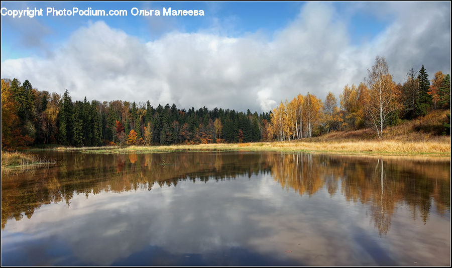 Lake, Outdoors, Water, Conifer, Fir, Plant, Tree