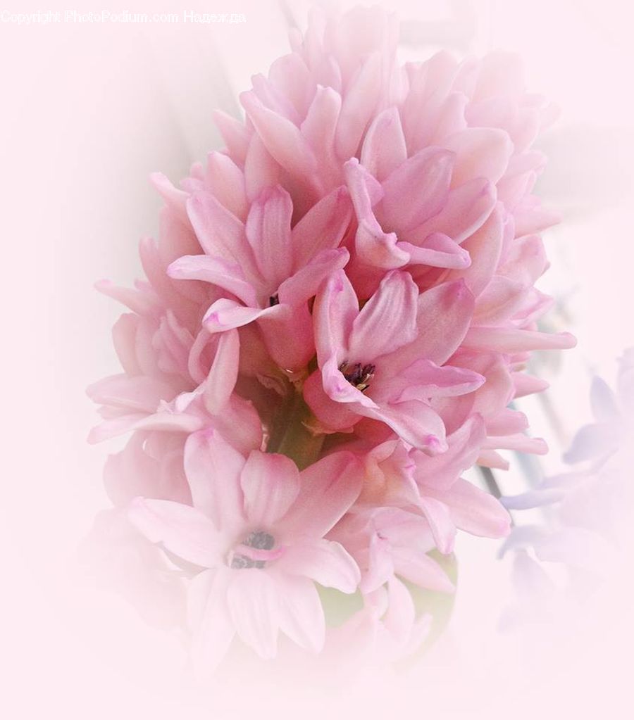 Blossom, Flower, Peony, Plant, Carnation, Dahlia, Flora