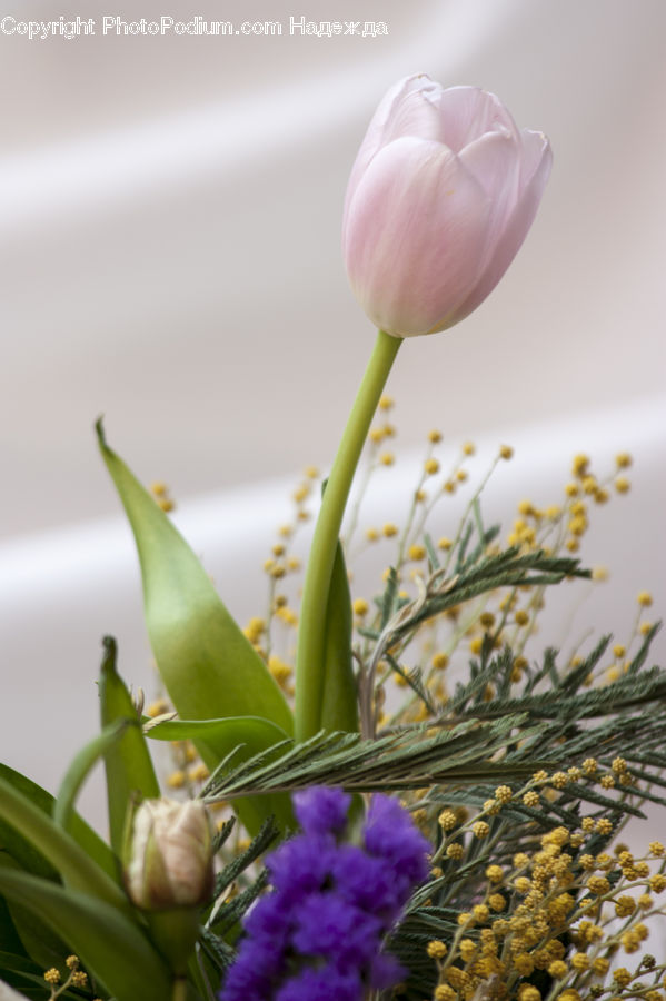 Flower Arrangement, Ikebana, Plant, Potted Plant, Vase, Bud, Blossom
