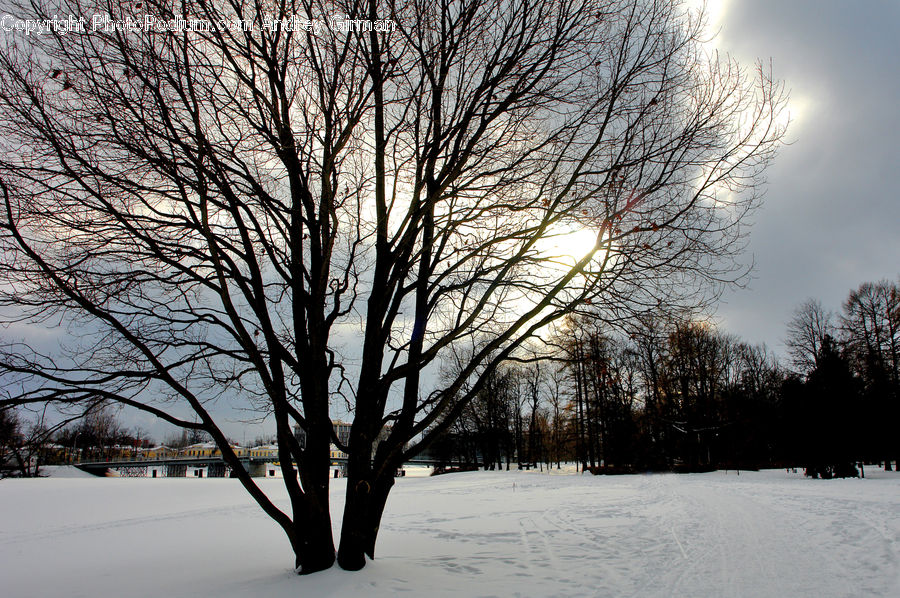 Silhouette, Plant, Tree, Oak, Wood, Birch, Landscape