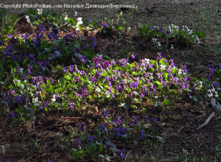 Blossom, Crocus, Flora, Flower, Plant, Violet, Ground