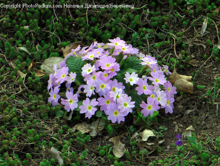 Blossom, Flora, Flower, Plant, Crocus, Geranium, Ground