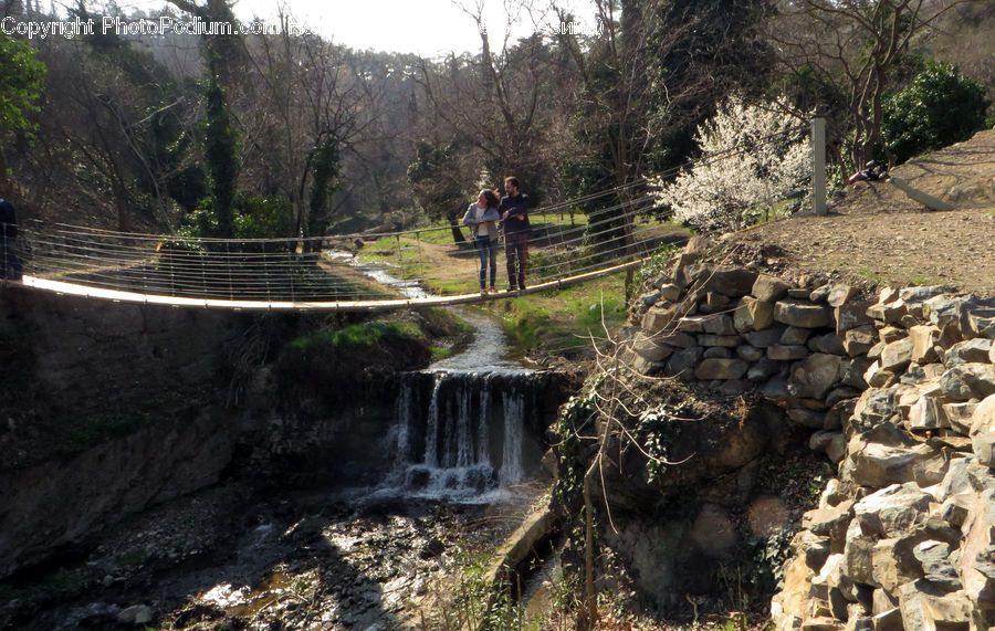 Root, Path, Trail, Ditch, Plant, Tree, Outdoors