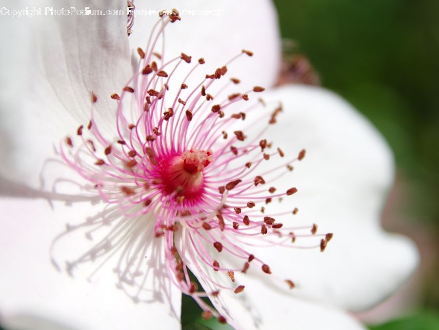 Blossom, Flora, Flower, Plant, Cherry Blossom, Geranium