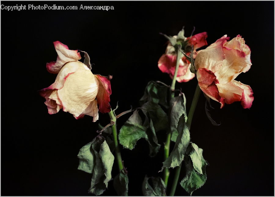 People, Person, Human, Flora, Flower, Gladiolus, Plant