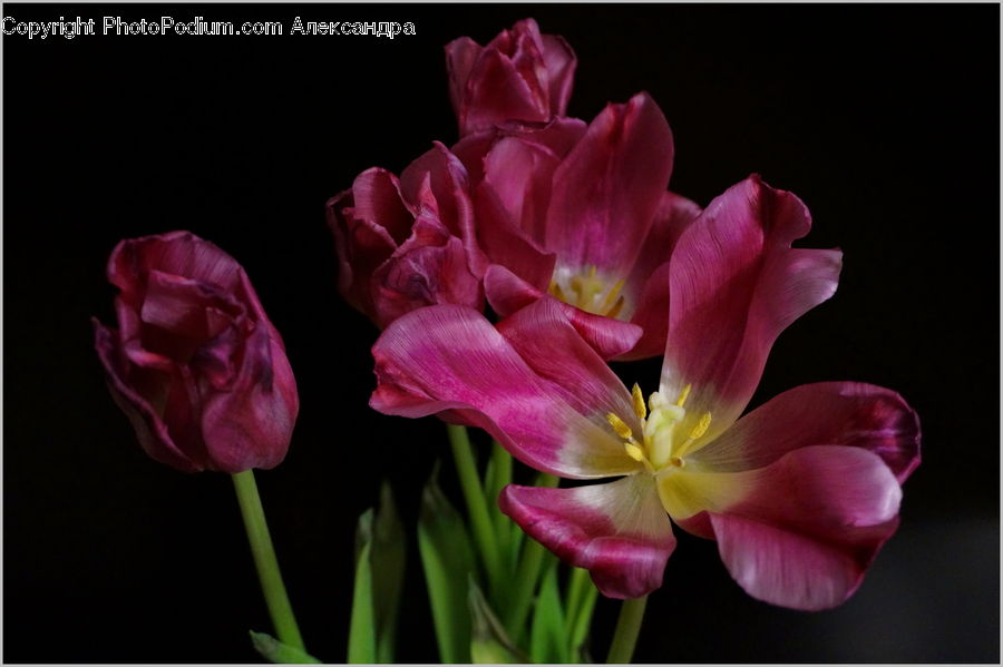 Blossom, Flora, Flower, Plant, Tulip, Gladiolus, Geranium
