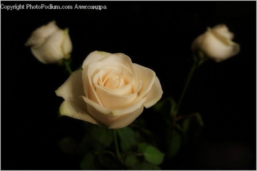 Blossom, Flower, Plant, Rose, Flower Arrangement, Flower Bouquet, Flora