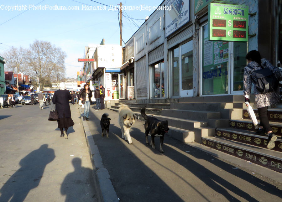 People, Person, Human, Animal, Canine, Collie, Dog