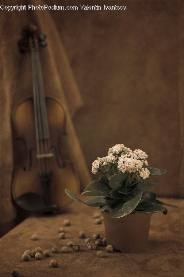 Cello, Musical Instrument, Floral Design, Flower, Flower Arrangement, Flower Bouquet, Ikebana