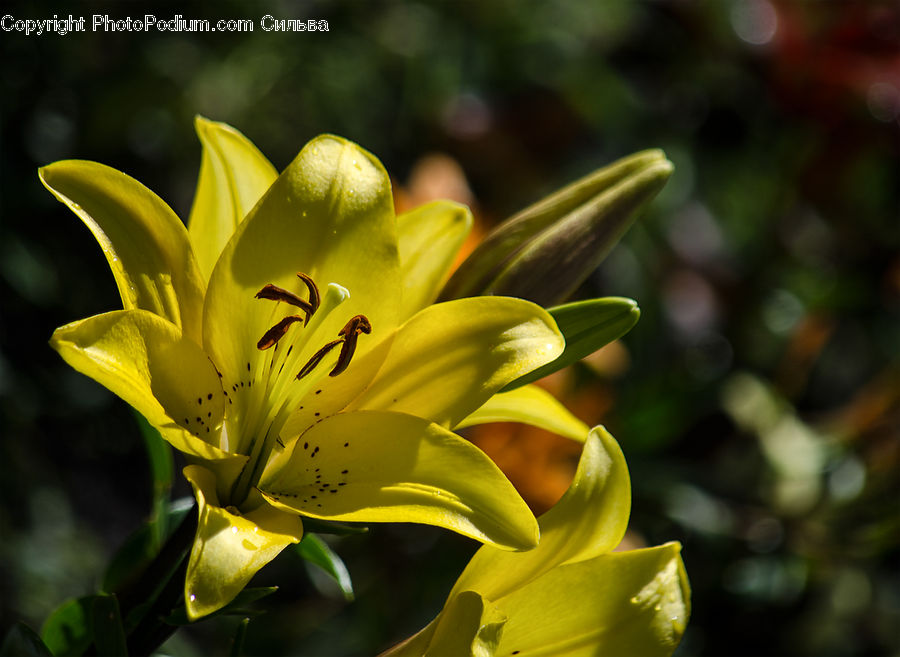 Bud, Plant, Flora, Flower, Lily, Blossom, Citrus Fruit