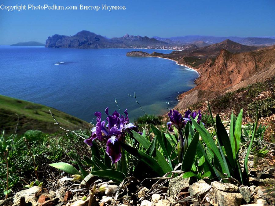 Promontory, Blossom, Crocus, Flora, Flower, Plant, Coast