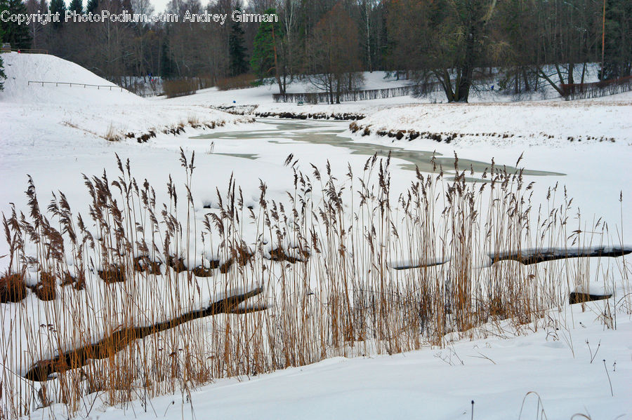 Field, Grass, Grassland, Plant, Landscape, Nature, Scenery